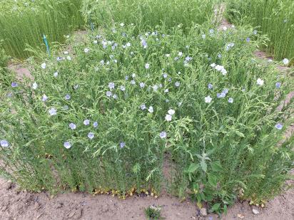 Click for 1 image(s) for this accession.